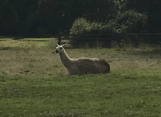 A llama.
