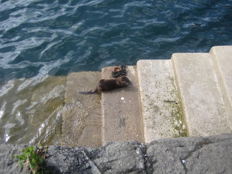 An Otter on quayside steps leading down into the sea.