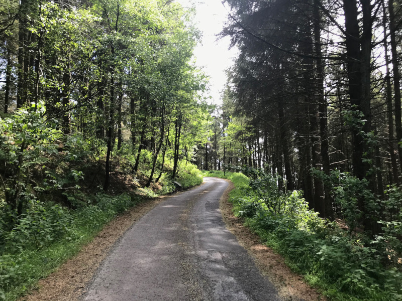 tarmaced road through a pine wood.