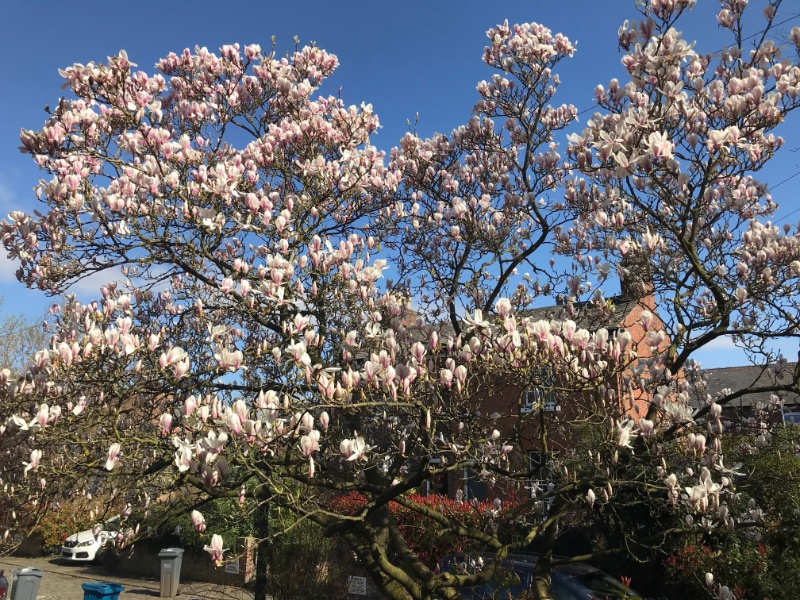 Magnolia in full bloom against a blue sky.