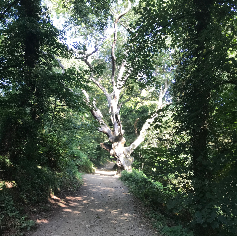 Knarly tree across the path in the sunlight.