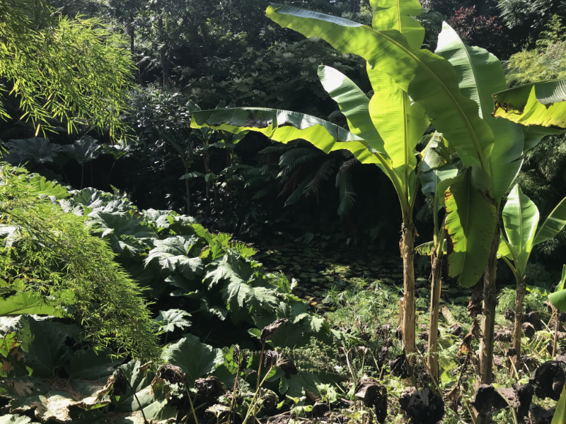 Jungle scene with leafy plants to the right.