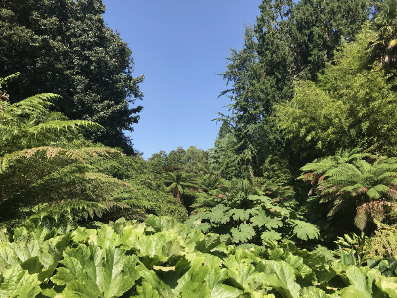 View up past jungle plants to the blue sky