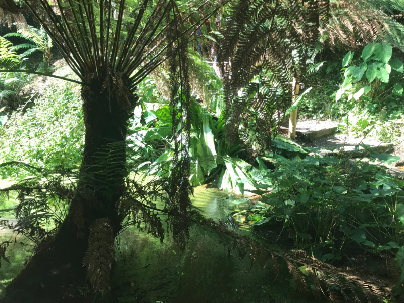 Tree fern.