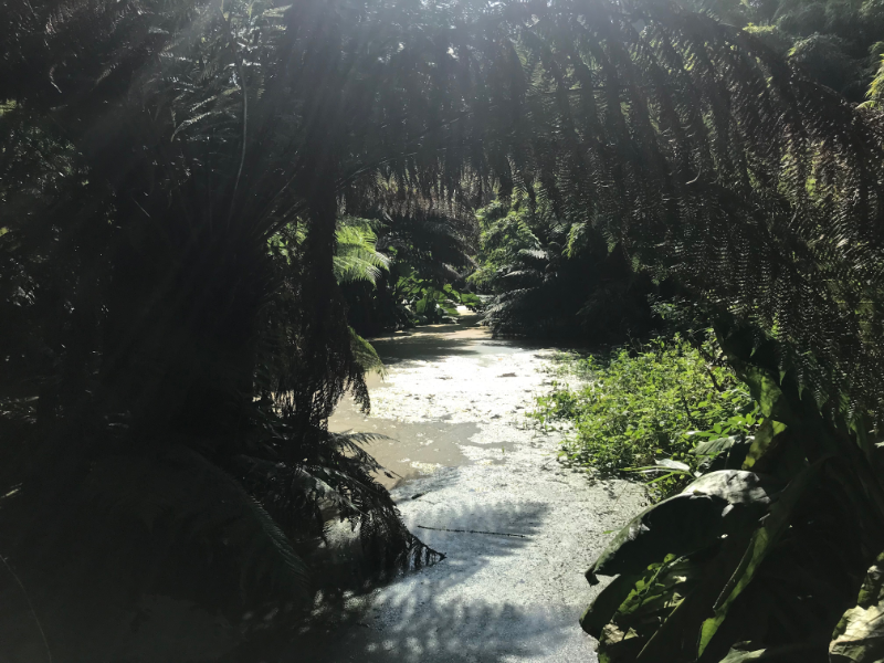 View under an arched fern along the river.