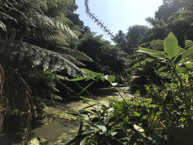 Jungle plants overhanging leafy fools