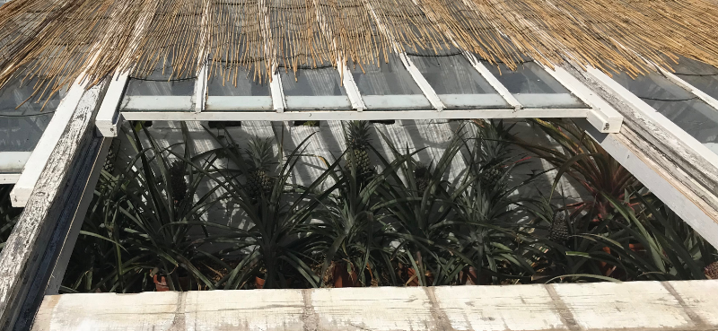 Sloping open glass cover. Green pineapples just visible inside.