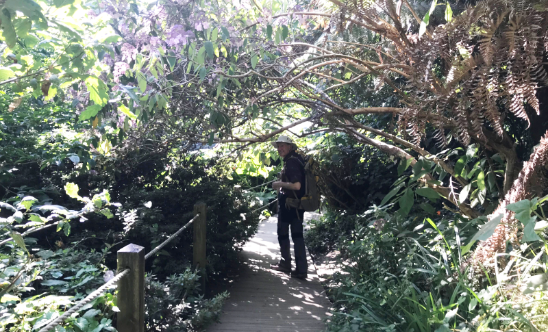 Himself under an arch of wisteria