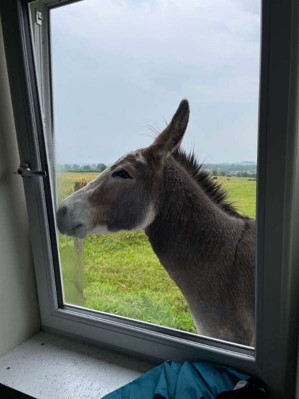 A donkey looking in a window.