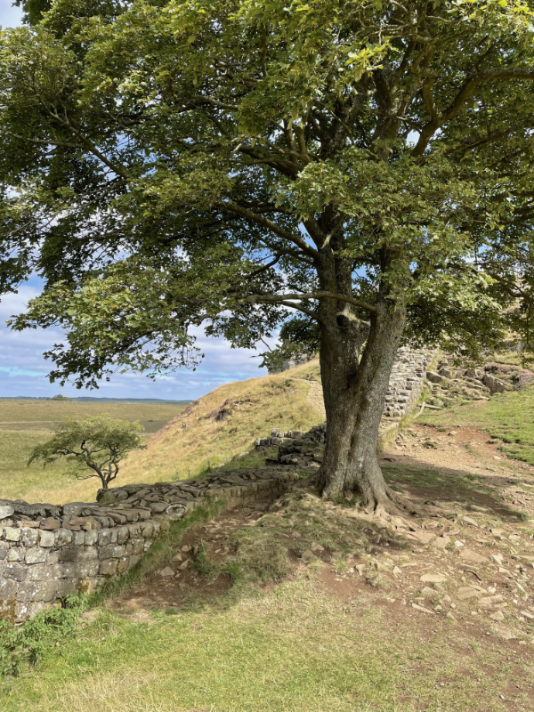Large sycamore standing next to Hadrian's Wall