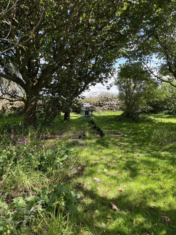 A pathway through trees to a dolls house.