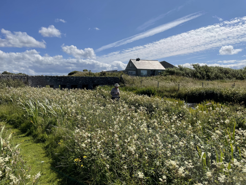 A field of white flowers up to the waist of a man with a bridge beyond.