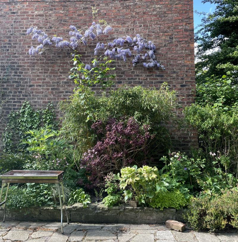 Wisteria against a red brick wall in a flower bed containing shrubs.  A barbecue is visible on one side.
