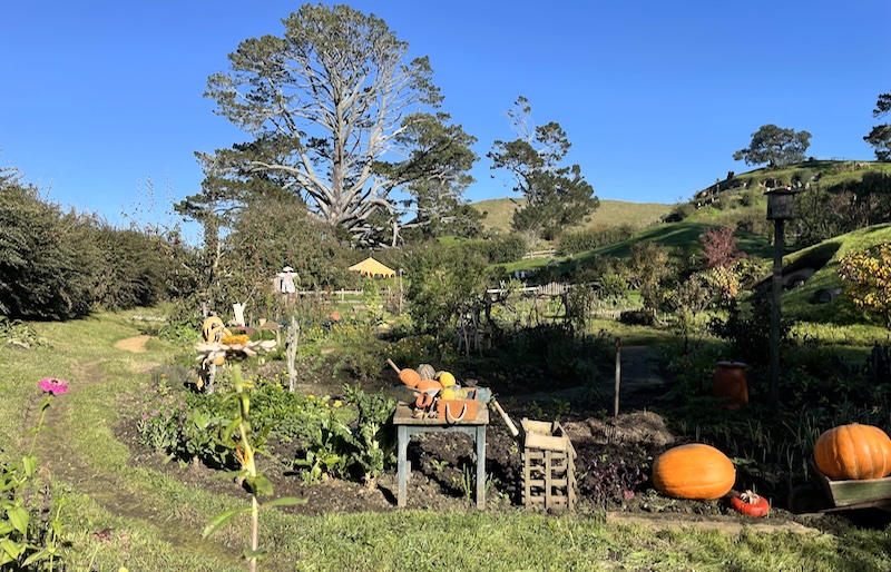 The Hobbiton market garden. A large tree in the background.