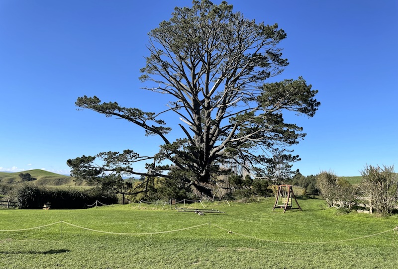 A field with seesaws and a swing and the Party Tree beyond.
