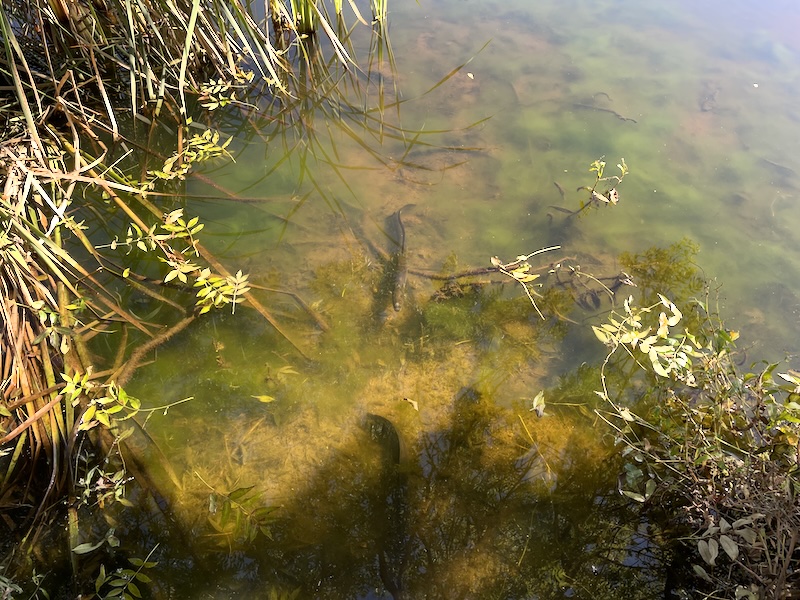 Two black eels in the water.