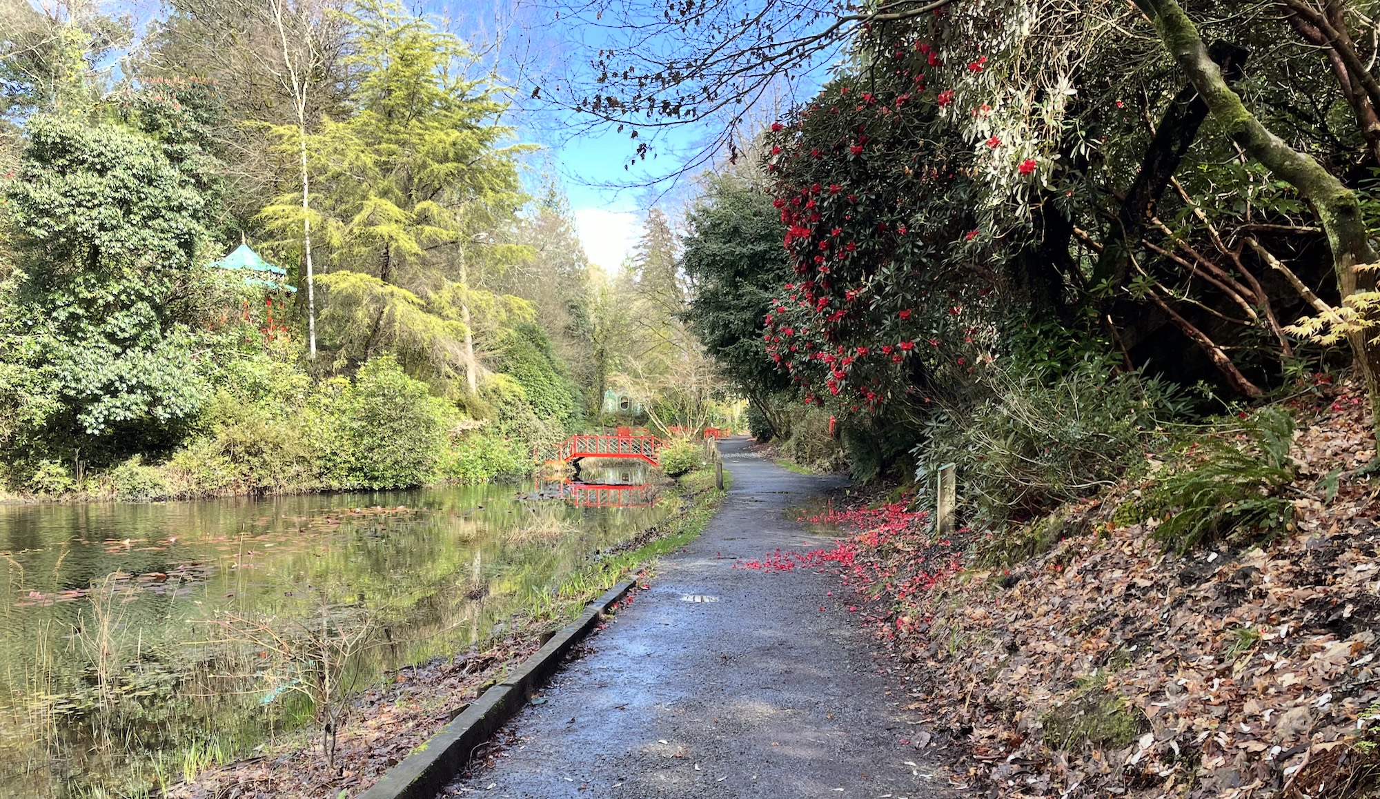 A lake with a red Chinese-style bridge. Red blossom falls on the path by the lake.