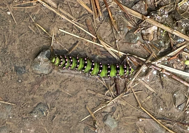 A large green caterpillar