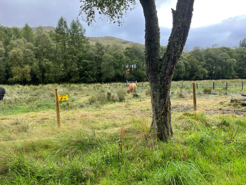 A Highland Cow in a Field.