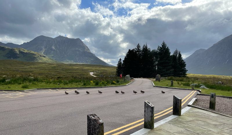 A line of ducks crossing a road. Mountains beyond.