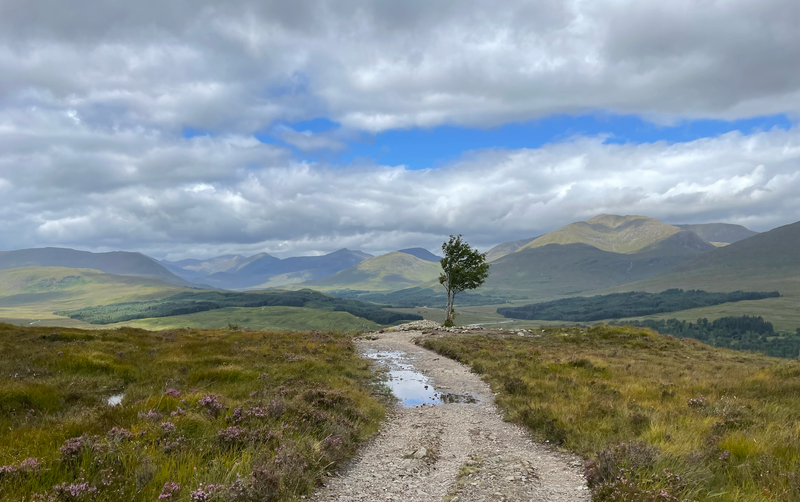 A lone small tree standing next to a track with mountains in the distance.
