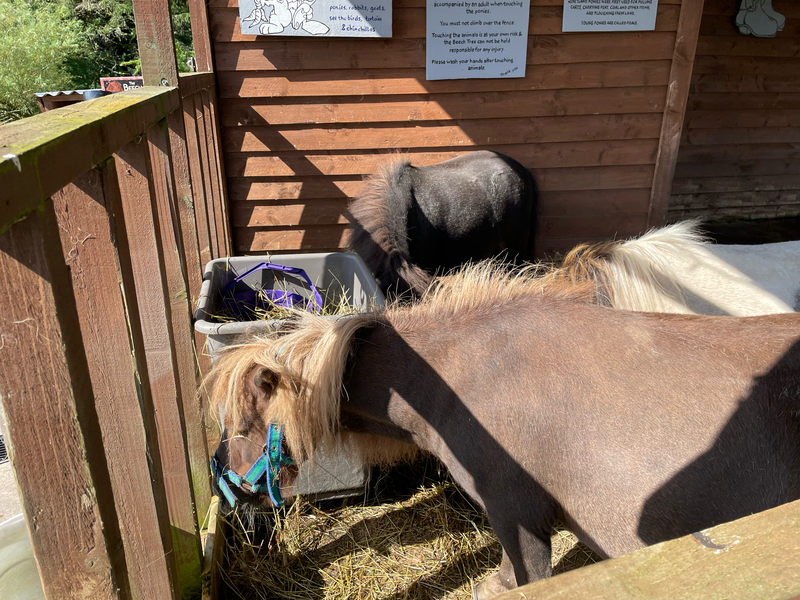 Two mini Shetland ponies in a wooden shelter.