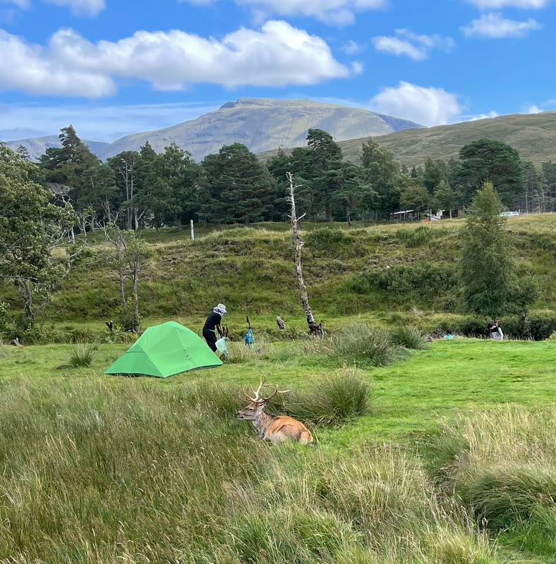A deer sat in the grass before a tent. Mountains in the background.