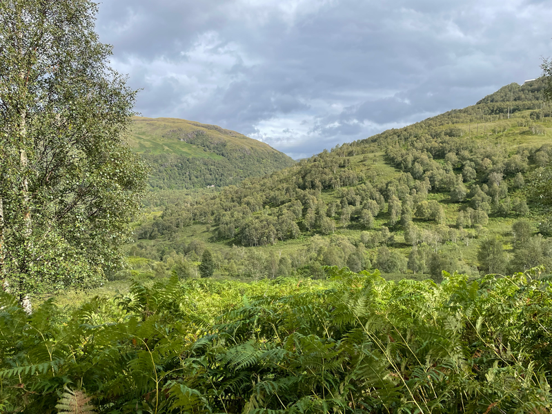 A view across to a mixed wood covered hill side.