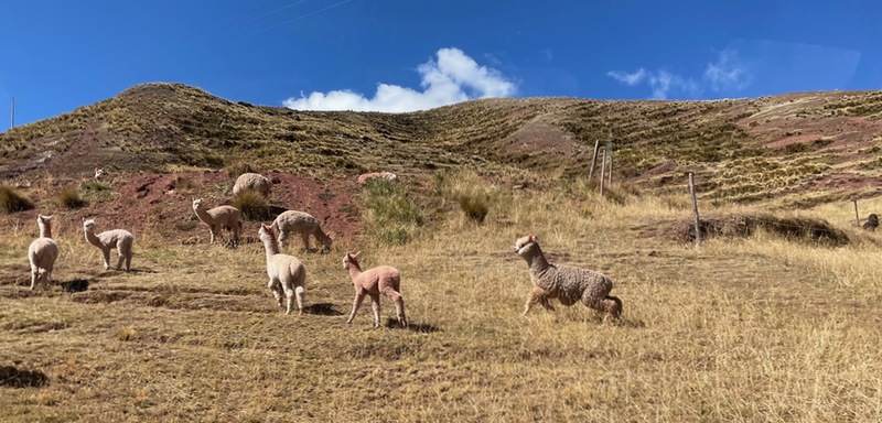 A shot of alpaca - looking a bit like long-necked sheep in a field.