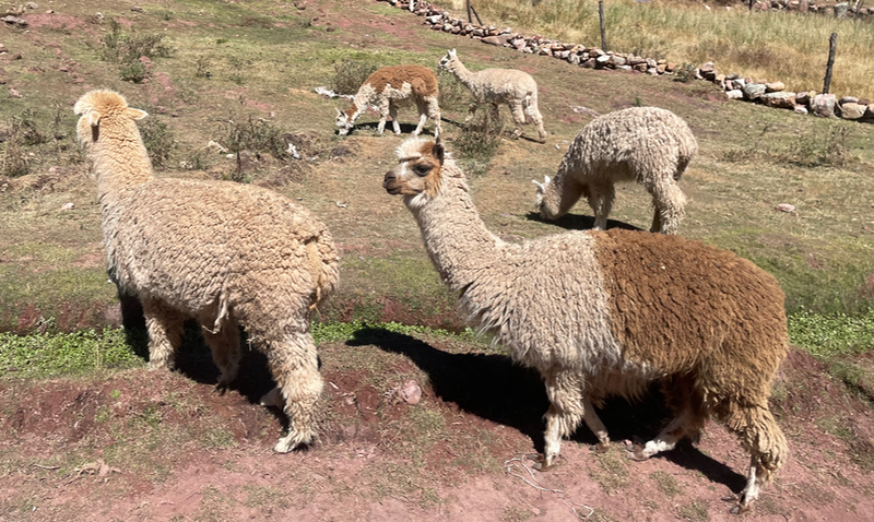 Up close picture of two alpaca, one looking sideways and one away from the camera