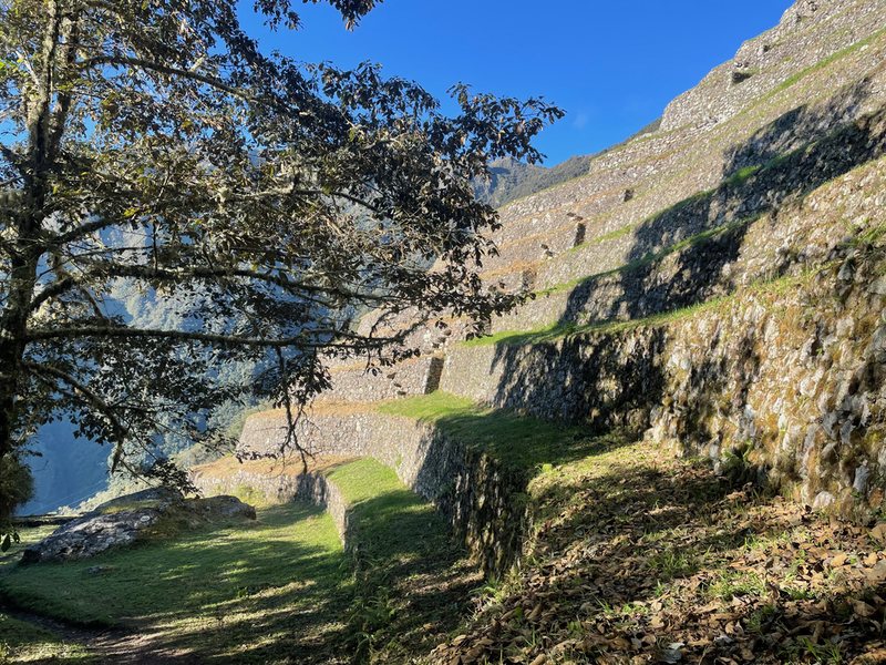 Terraces coming down to a tree.