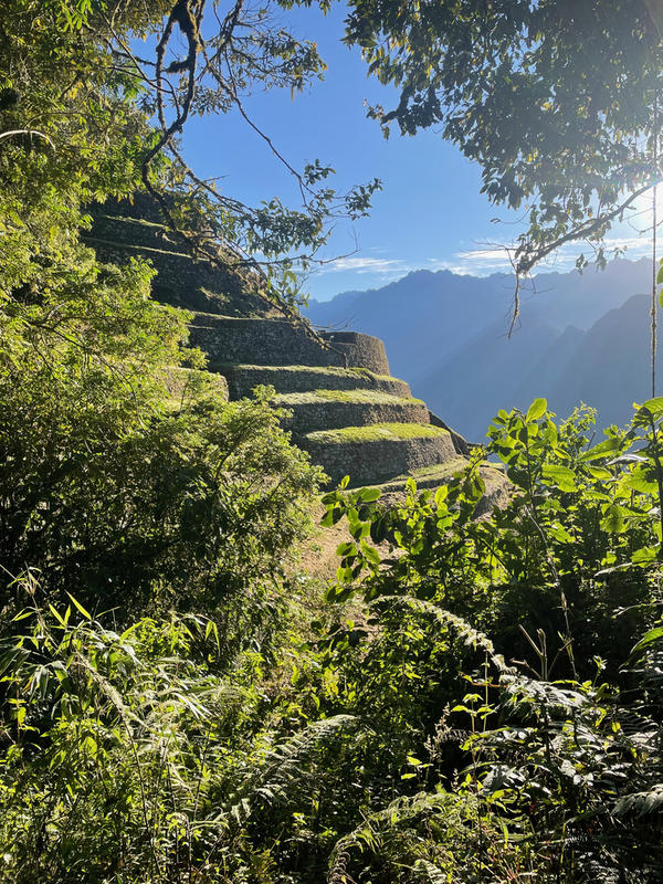 View through trees to a terraced hillside - each terrace supported by stone walling.