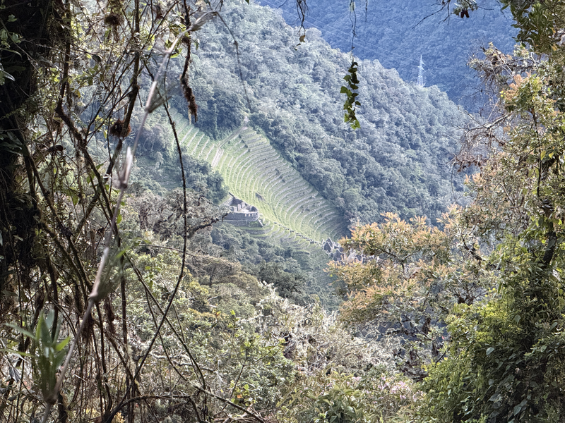 Looking back at Winay Wayna through the trees.