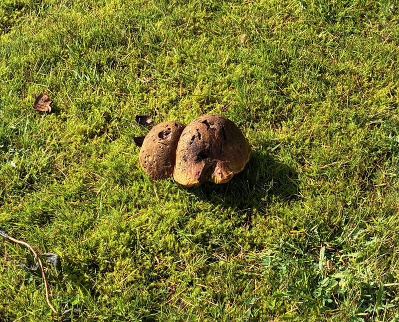 A somewhat worm-eaten looking brown mushroom in grass.