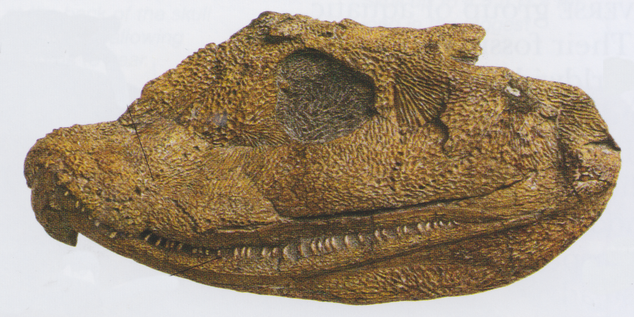 A fossilised dinosaur skull (actually not a dinosaur but has the look of one).  Long jaw with small sharp teeth and a large eye socket are discernable.
