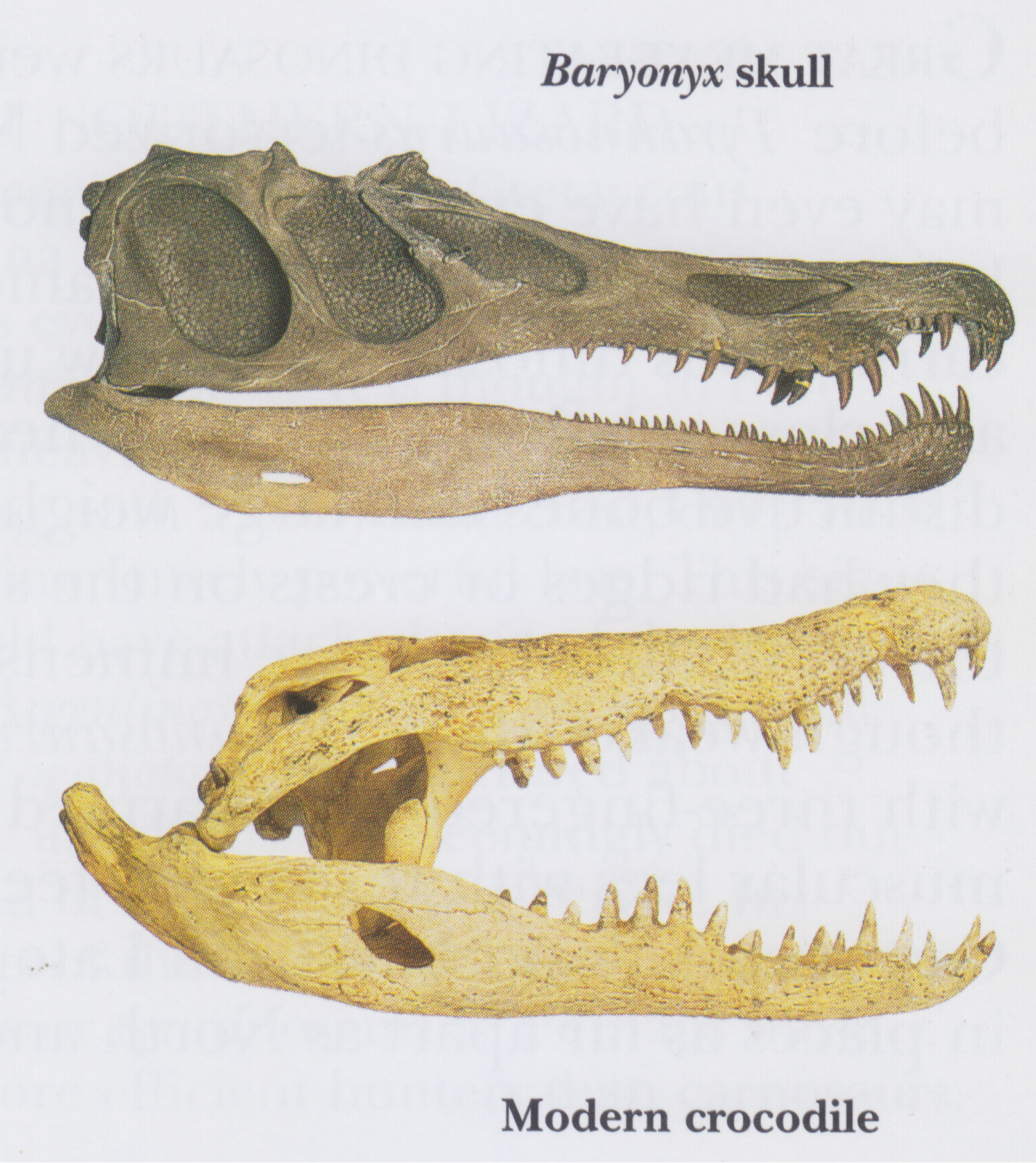 Two skulls, one labelled Baryonix skull and one labelled Modern Crocodile.  The Baryonx skull has longer jaws with the teeth more towards the front.  It has hollows in the upper part of the skull.