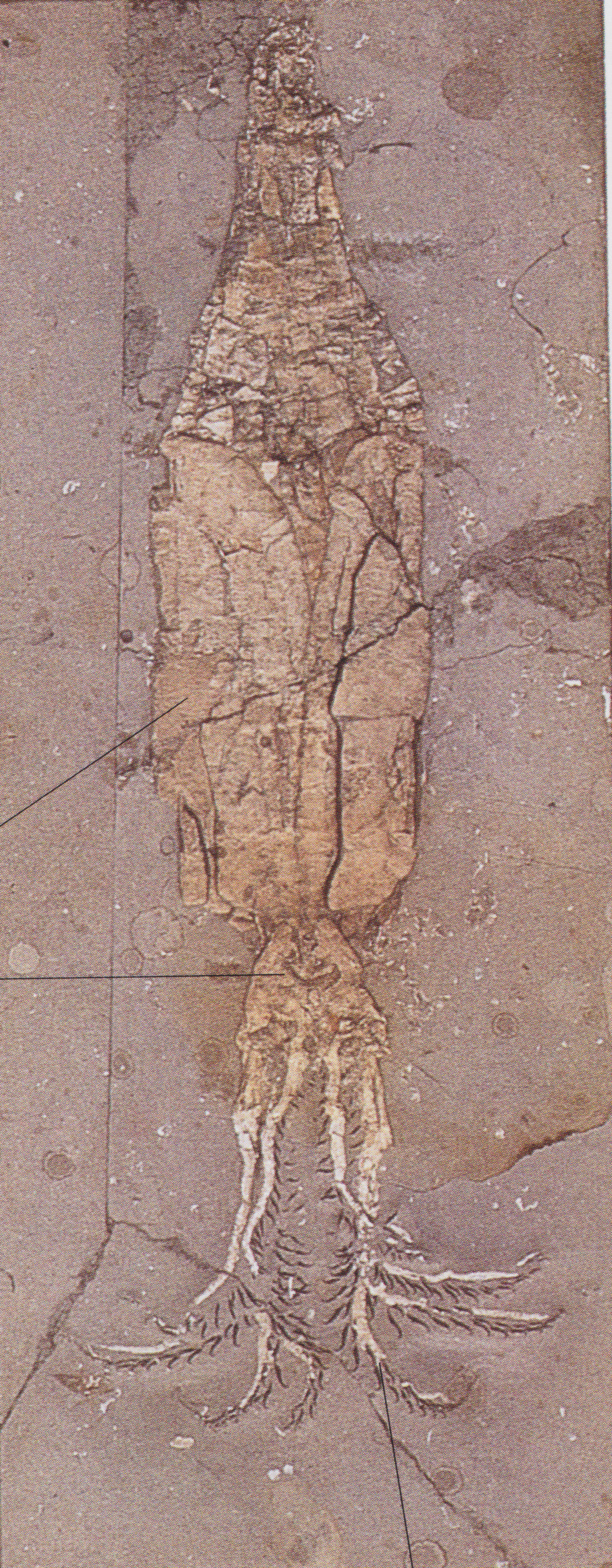 Fossil of a vaguely jellyfish shaped thing.