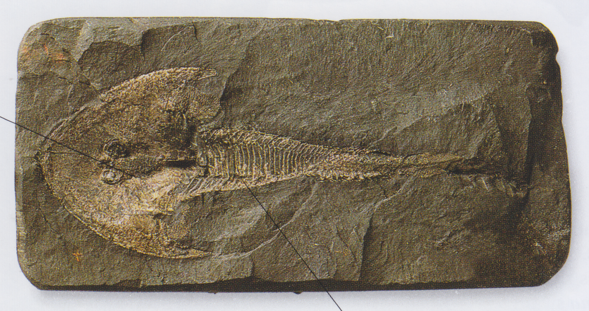 Fossil of a flat-looking fish with a large arrow-shaped head.