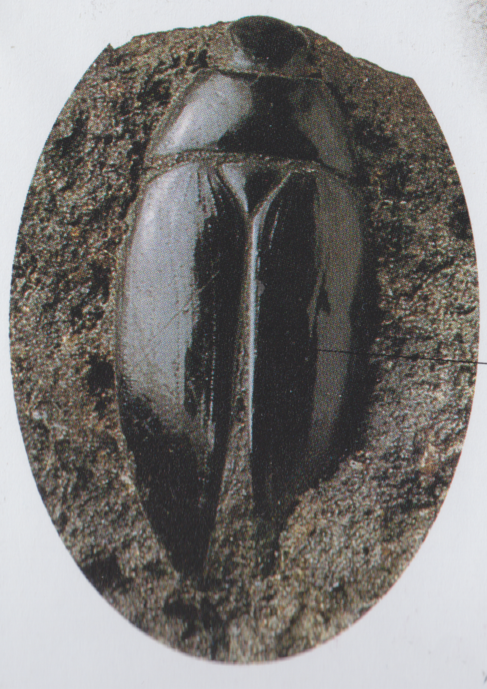 Fossil Beetle
