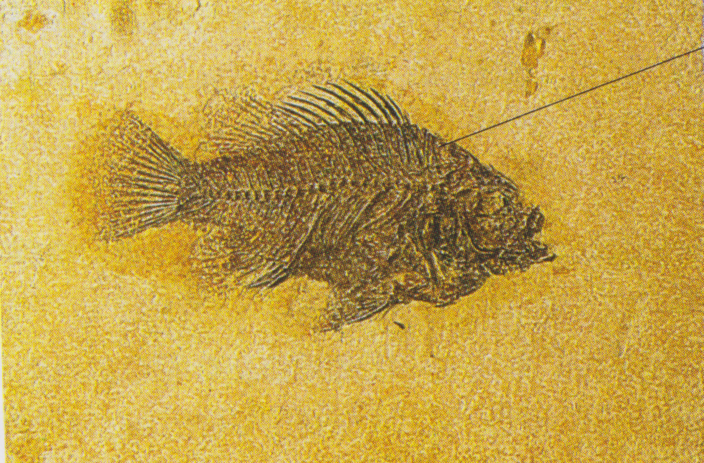 A fossil of a fish.