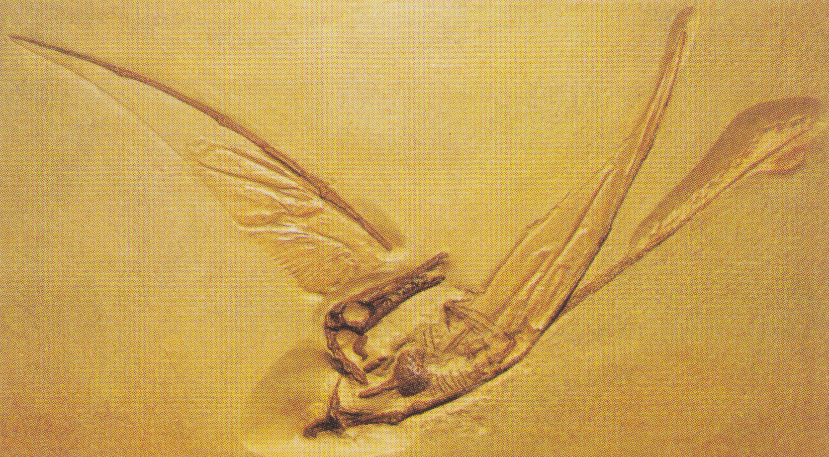 Yellow stone containing a pterosaur fossil.  Long tail and wings all visible.