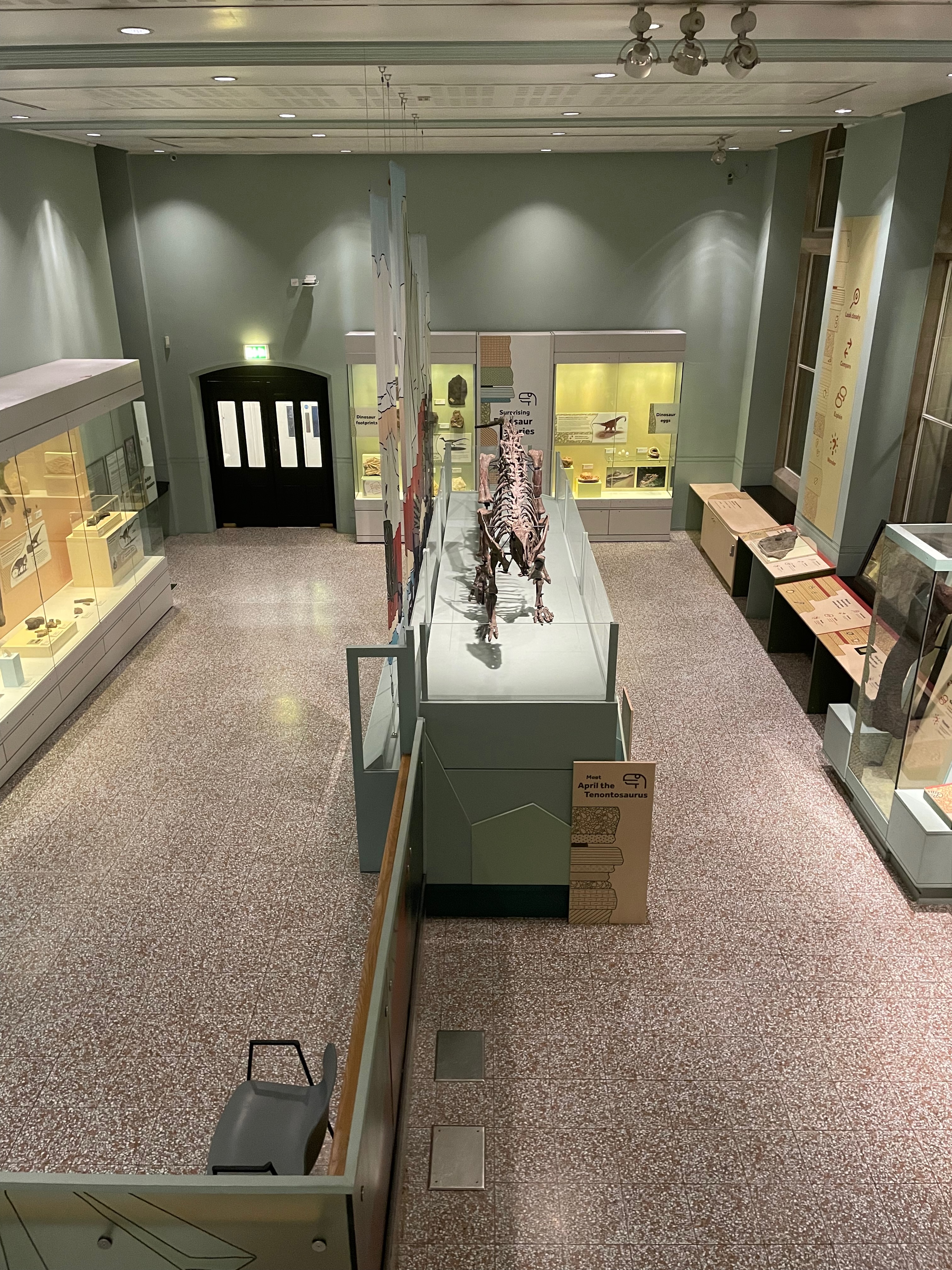 A museum case seen from above containing a four-legged dinosaur skeleton