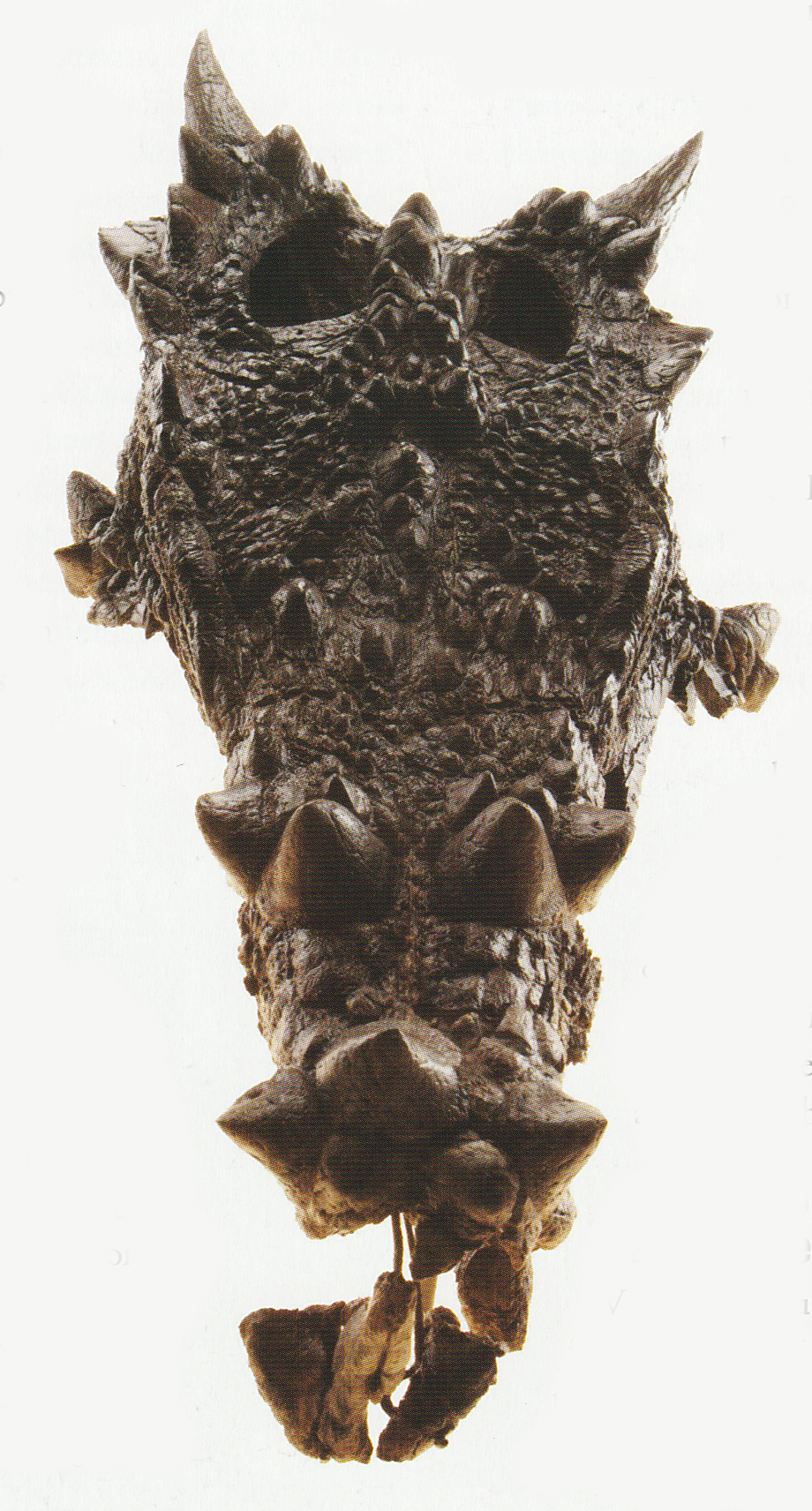 Front view of a knobbly long snouted creature that you could imagine to be a dragon skull.
