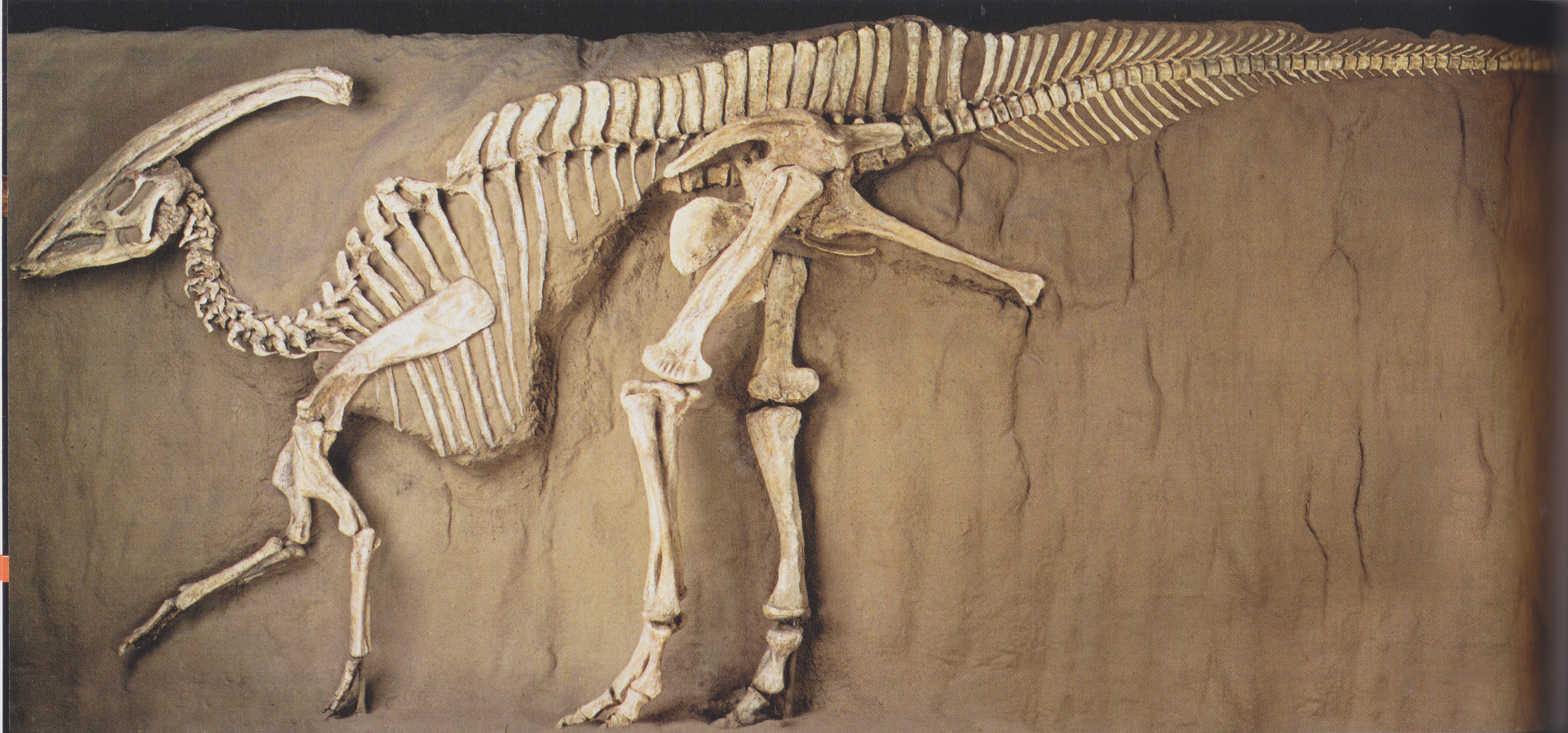 Side view of a Parasaurolophus skeleton against a rocky backdrop. It looks quadropedal, but its front limbs are much smaller than its hind limbs. It has a big bony crest on top of its head.