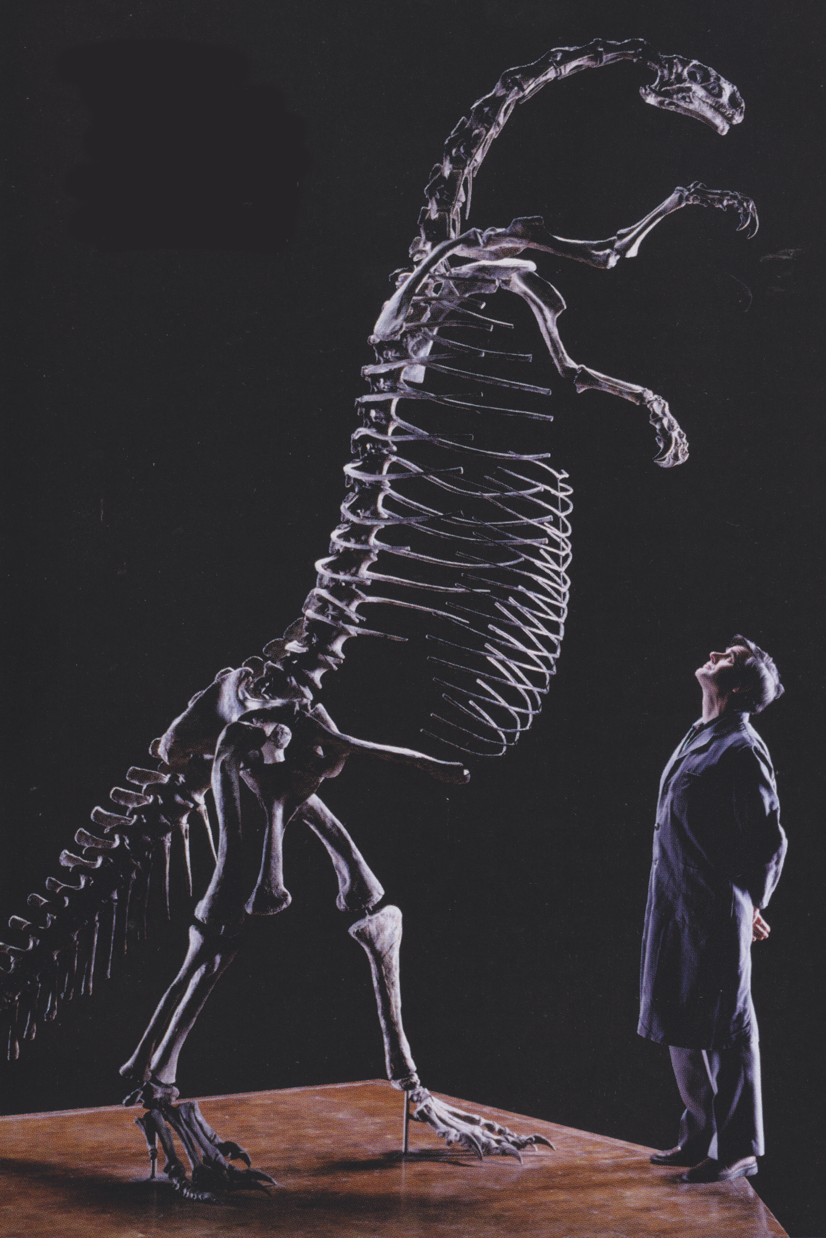 A two legged, very upright, dinosaur skeleton with a long neck, smallish arms and large ribs. About twice as tall as the man in an overall who stands looking up at it. The background is black and the two figures are picked out with a pale light.