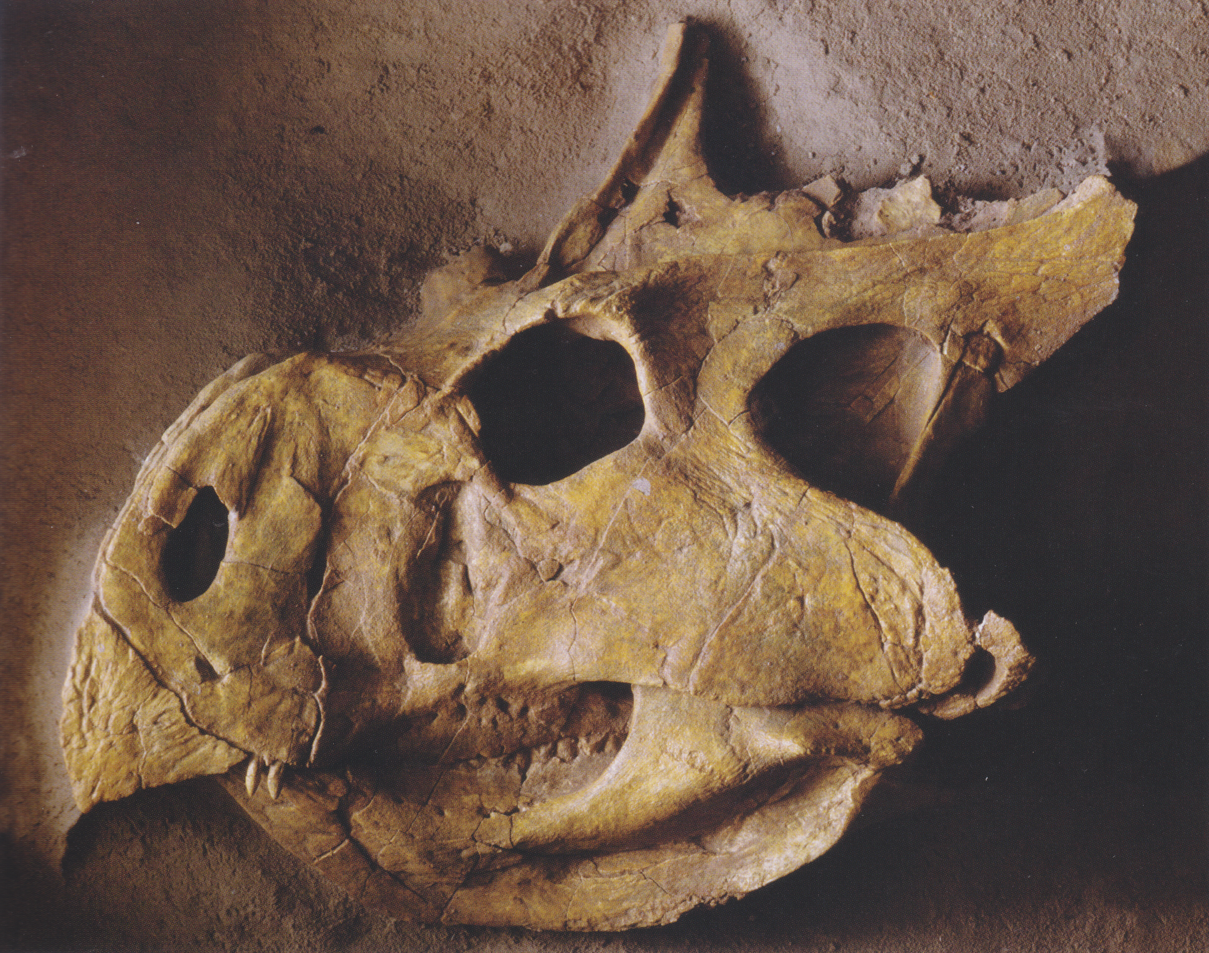 Sort of beaky fossil dinosaur head.