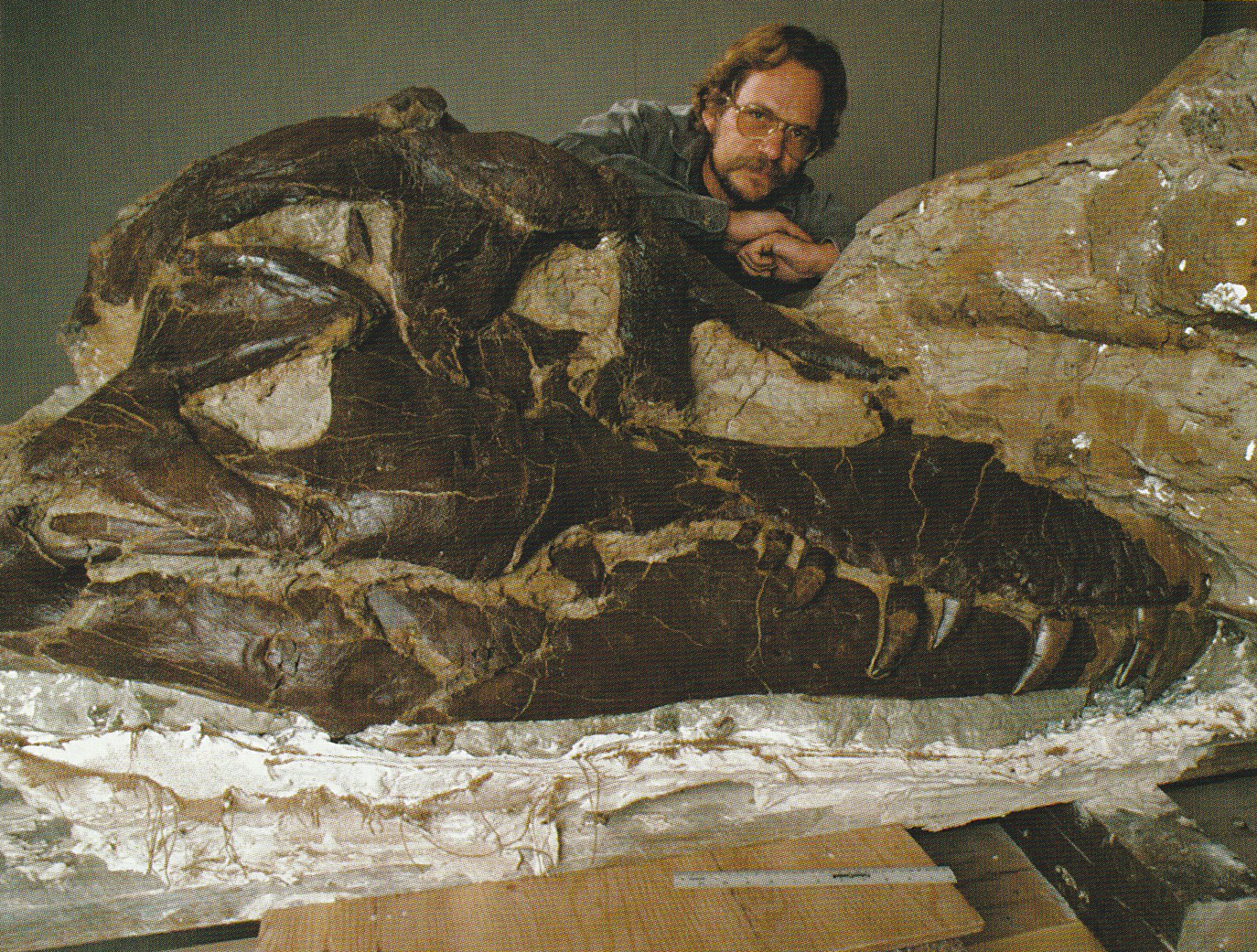 Large, partially revealed Fossil T. rex skull with a man in long hair, glasses and moustache posed behind it.