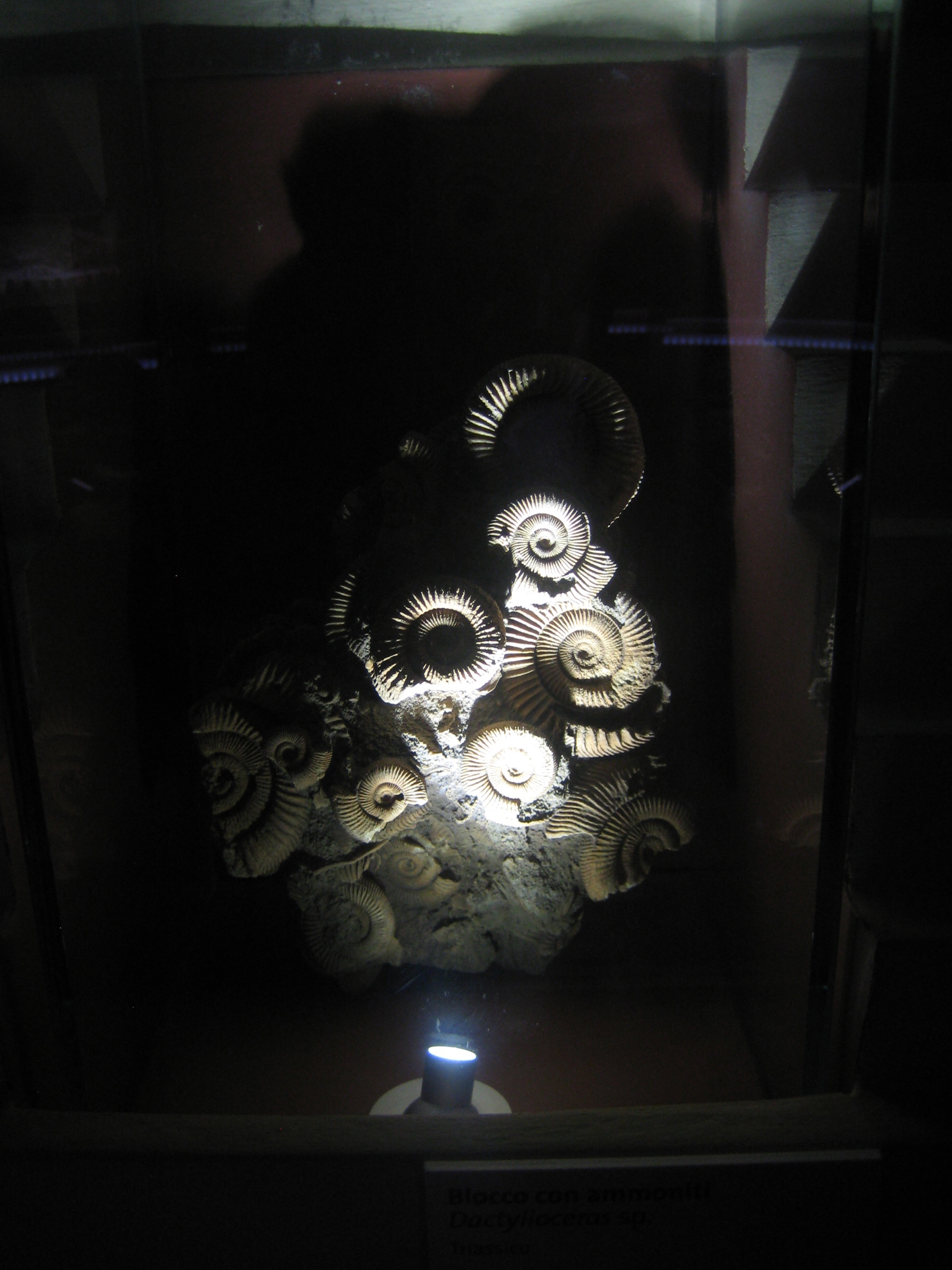 Stone containing fossil ammonites